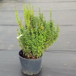 large_Berberis-Erecta.webp@webp