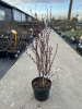 v8_00003f18_c