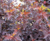 дорjpg