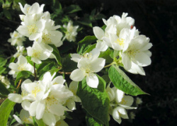 chubushnik-venechnyi-philadelphus